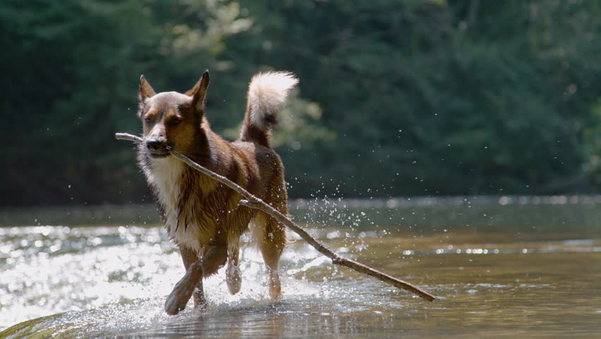 SLOW MOTION, PORTRAIT: Wet brown and white dog wades through shallow river water, carrying a stick in its mouth. Playful doggie cooling off in river flowing among lush green trees on a summer day.