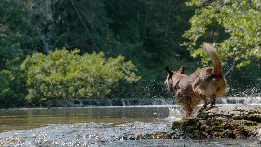SLOW MOTION: Two playful dogs run into river after a flying wooden stick. While they are running and competing who can reach it first, water splashes in all directions. Summer cooling for active pets.