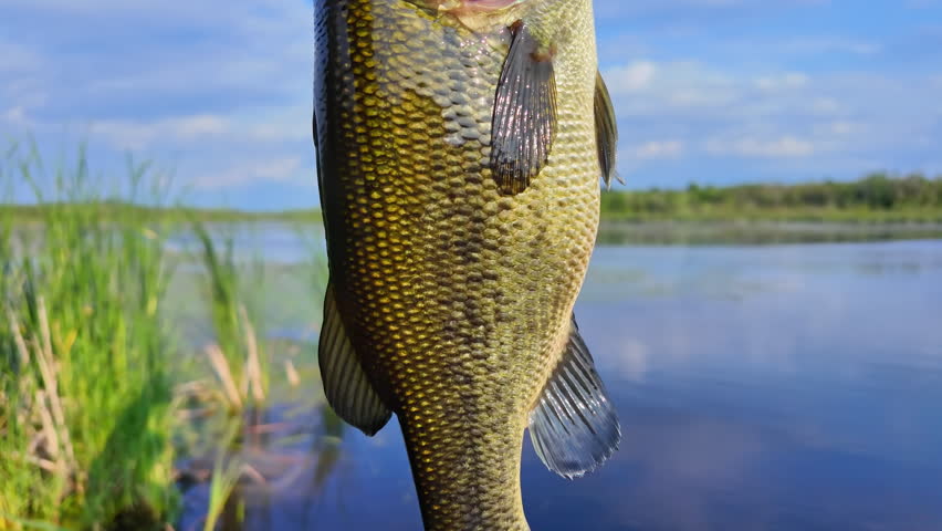 Largemouth bass fish. Large mouth bass fish catch during summer evening, close up details. Fish held by its mouth at the sun, catch and release in the lake of North America. Water sport, fishing game.
