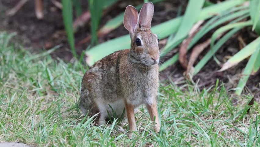 Friendly cottontail bunny rabbit eats apple slice. 