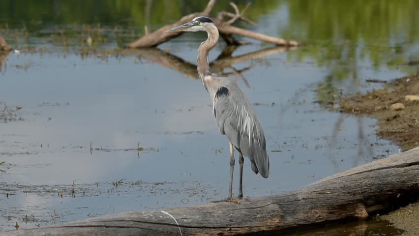 Great Blue Heron standing on a fallen tree looking out over a calm river on a clear bright day.