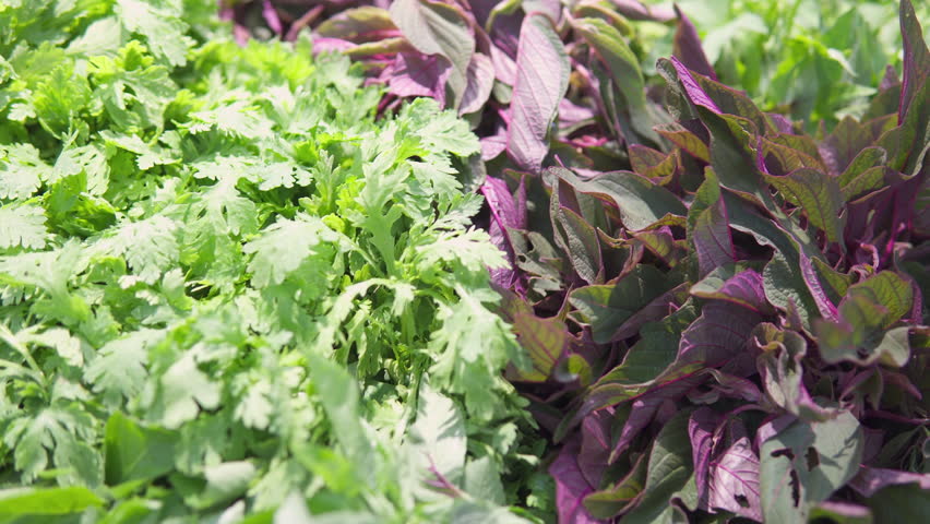 Closeup view of fresh leaf vegetables and herbs in a grocery store. Various greens. Spring vitamin set. Vegetarian healthy food. Product of organic farming.