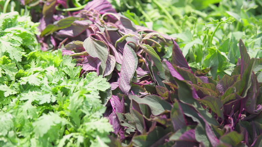 Closeup view of fresh leaf vegetables and herbs in a grocery store. Various greens. Spring vitamin set. Vegetarian healthy food. Product of organic farming.