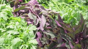 Closeup view of fresh leaf vegetables and herbs in a grocery store. Various greens. Spring vitamin set. Vegetarian healthy food. Product of organic farming. - Powered by Shutterstock - Get 15% off with code: PIKWIZARD15
