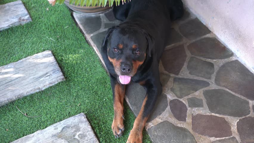 Portrait of a Rottweiler dog relaxing, looking up. High angle view.