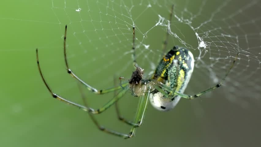 A Colorful Arachnid, the Orchard Spider, on a Web with a Green Bokeh Effect