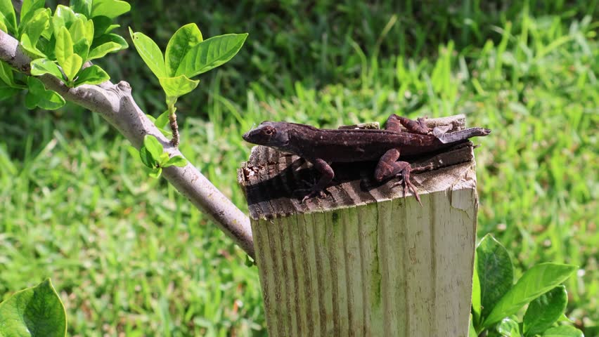 Part 1: Sunbathing Brown Anole Lizard Mid-Molt on Wood. Florida, June 12, 2025