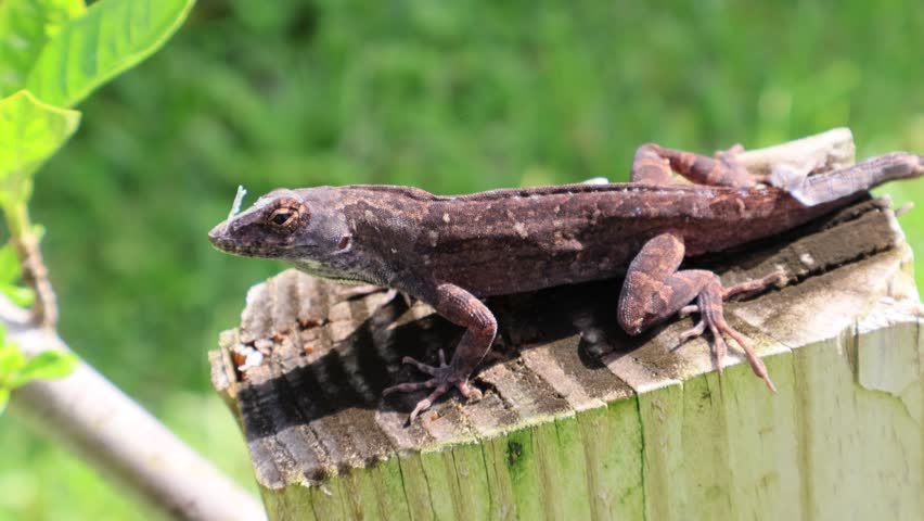 Closeup of a brown anole lizard sunbathing on a wooden plank. Florida, June 12, 2025
Category 1
