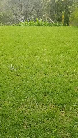 The stunning beauty of a nature in happy valley with lush green leaves and native trees.