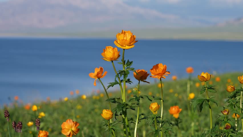 Golden lotus flowers bloom vibrantly along the shores of Xinjiang Sayram Lake, creating a stunning landscape. The bright orange petals contrast beautifully with the tranquil blue waters.