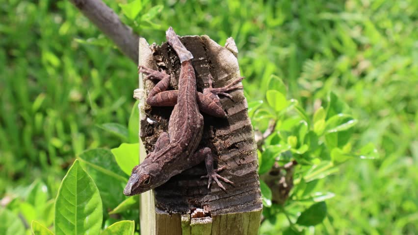 Part 2: Sunbathing Brown Anole Lizard Mid-Molt on Wood. Florida, June 12, 2025