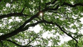 Sunlight gently pours through the curved branches of majestic oak tree, creating a warm, golden glow. The play of light and shadow highlights the natural beauty and serenity of the forest - Powered by Shutterstock - Get 15% off with code: PIKWIZARD15