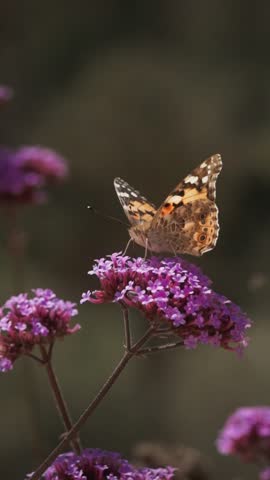 Vertical close-up of a butterfly resting on pink flowers. The butterfly flutters slightly but remains on the flower.