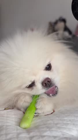 Playful Hamster in Rolling Ball