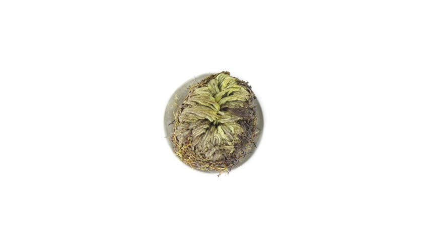 Time lapse of opening Rose of Jericho (Resurrection Plant)