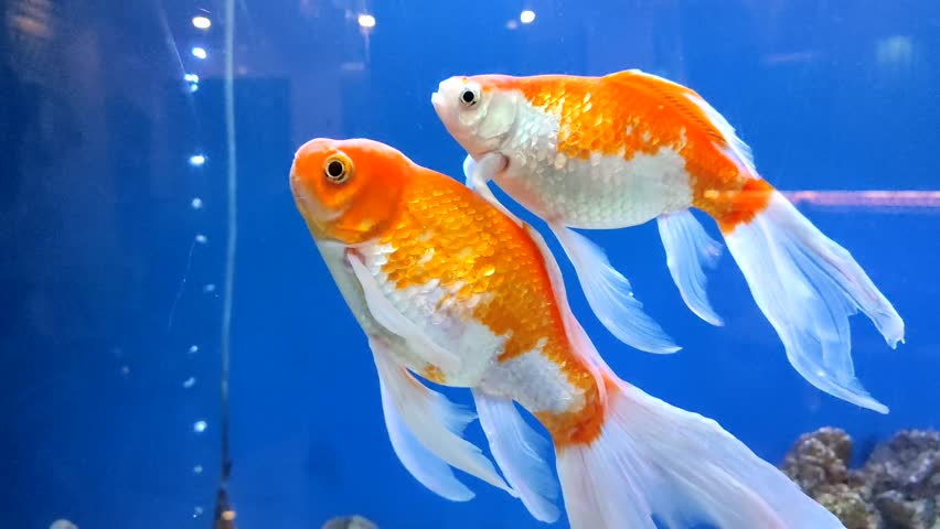 A long-tailed koi fish is swimming in the aquarium under the light. 