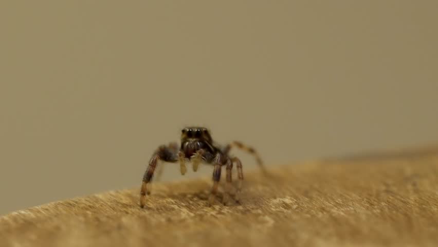 Tiny jumping spider with large eyes looking around in a macro shot