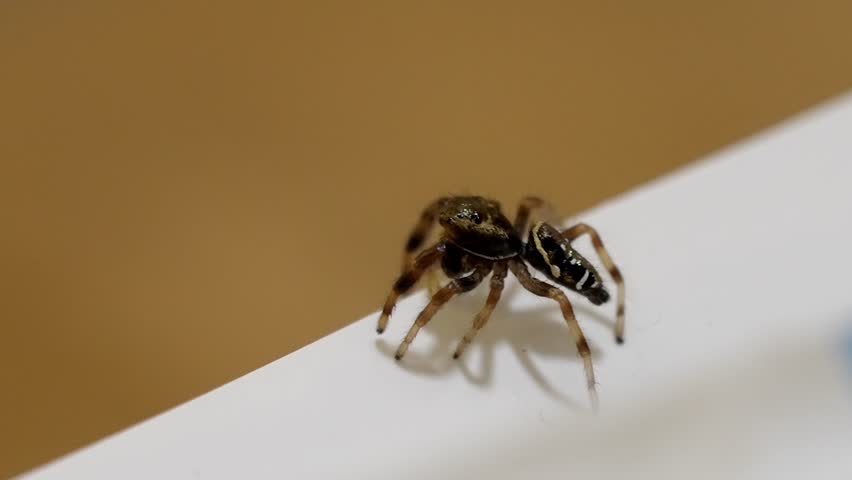 Macro close-up of a tiny jumping spider on a clean white surface