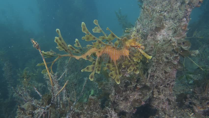 Leafy Seadragon (Phycodurus eques) under the pier. Showing algae and pier pilings