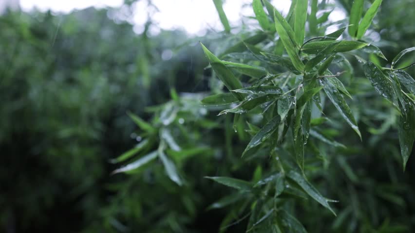 Fresh green giant bamboo leaves with rain drop nature background. Raindrops Falling on Bamboo Leaves in Forest.