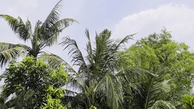 Lamongan - Indonesia, 11 July 2025, Lush green palm trees against a blue sky with scattered clouds. Tropical nature landscape. - Powered by Shutterstock - Get 15% off with code: PIKWIZARD15