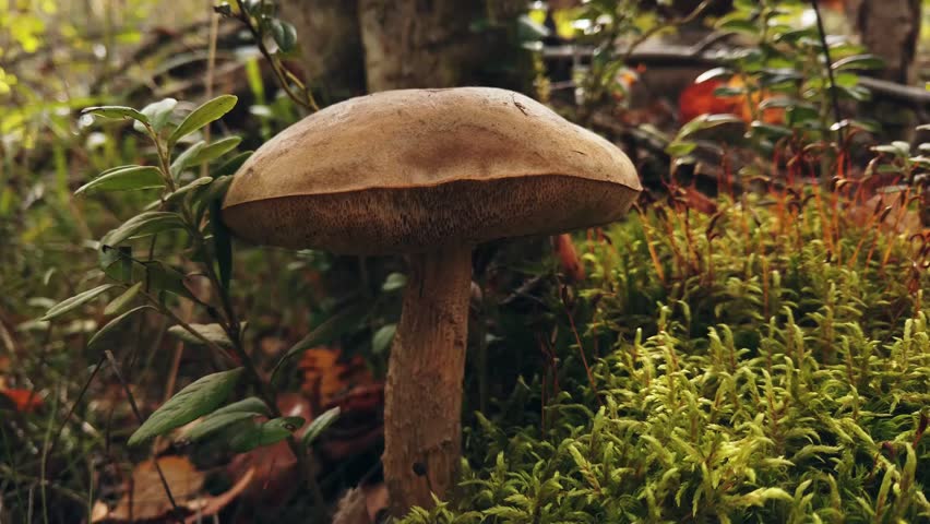 Forest floor mushroom moss autumn nature scene brown cap stalk plants