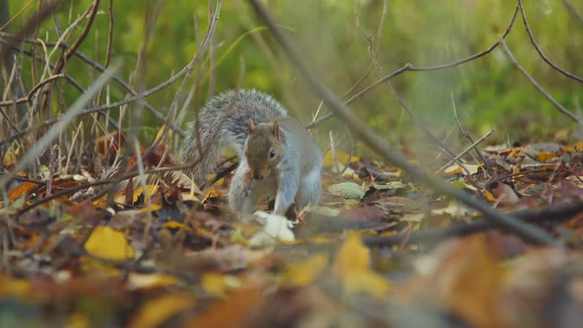 Eastern Gray Squirrel Autumn Forest Leaves Branches Habitat Wildlife Nature