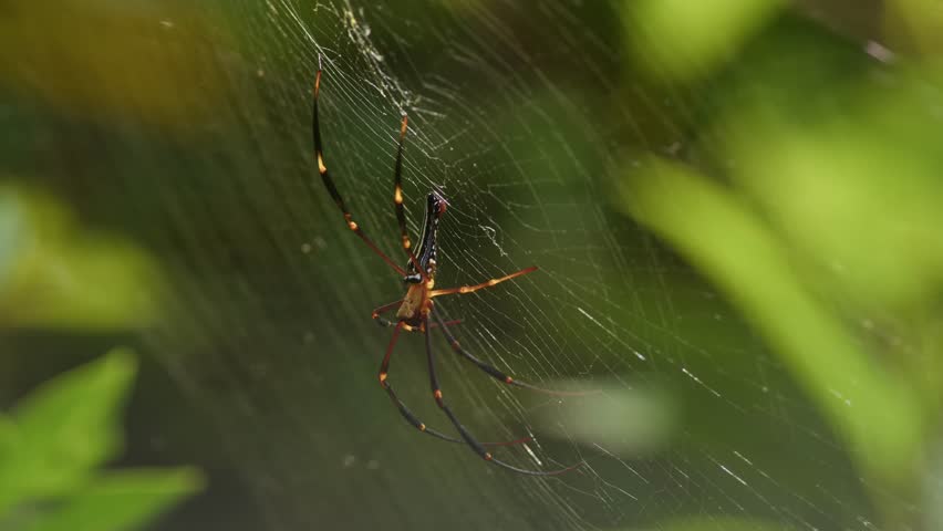 Golden Orb-Weaver Spider Chasing Prey.