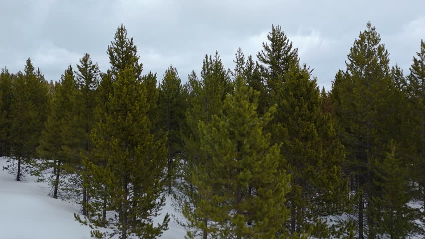 Snow Covered Pine Forest in Grand Teton National Park Drone view