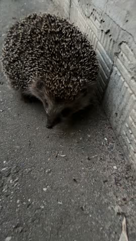 4 K Hedgehog Running on Asphalt and Hiding in Bushes – Cute Wildlife Moment