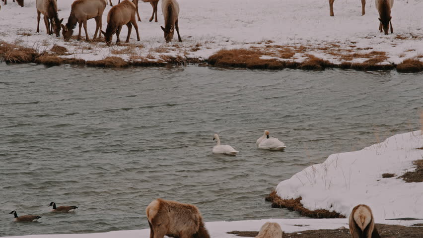 Canadian Geese and Wapiti Herd at Frozen Shoreline near Jackson Wyoming