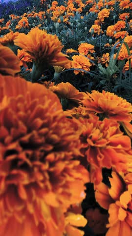 Vibrant orange marigold flowers in full bloom swaying gently in the wind nature scene