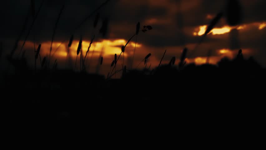 Silhouette Flowers Blowing in the night