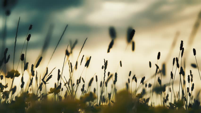 Blooming Silhouette Flowers Blowing at night