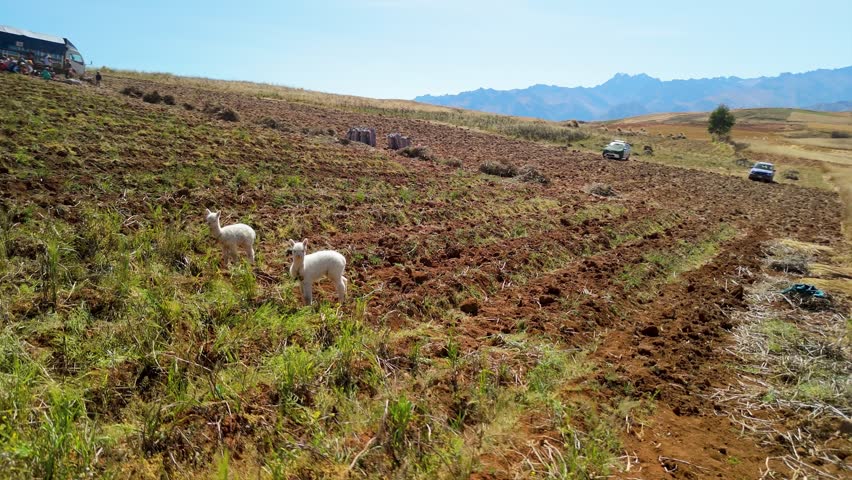Two young white alpacas graze on a freshly plowed field in Racchi Andean highlands, with distant mountains and rural farmland in the Sacred Valley of Peru.
