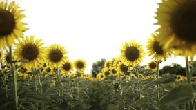 A Field of Sunflowers in Full Bloom, Bathed in Soft Light with a Slight Blur Effect - Powered by Shutterstock - Get 15% off with code: PIKWIZARD15
