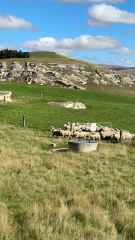Serene sheep migration across lush pasture under clear blue skies. Farm