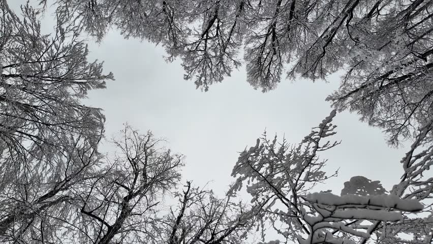 A glimpse of the sky between snow-covered trees, viewed from below upward, black and white.