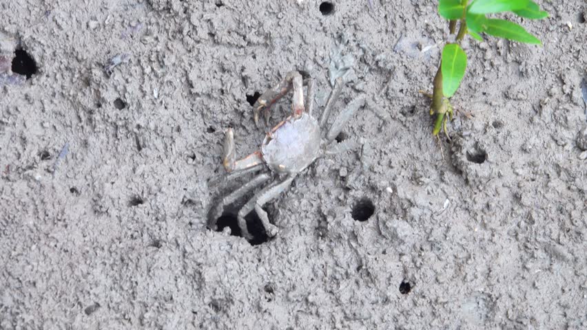 Fiddler crabs (Ocypodidae) dig holes. Mangrove forest. Java Island, But there are no mangroves and crabs live right in city of Surabaya.