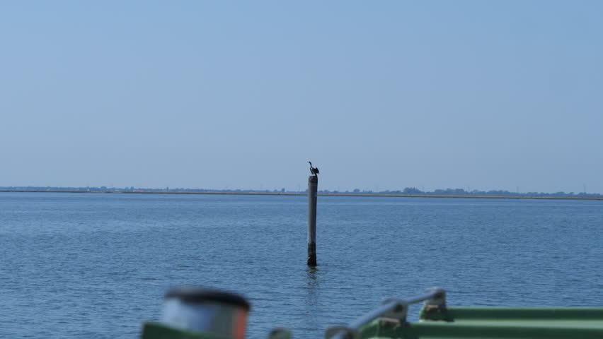 cormorant aquatic bird takes flight and flies just above the water to hunt in the hunting reserve in the Venetian lagoon in Italy, video 4k