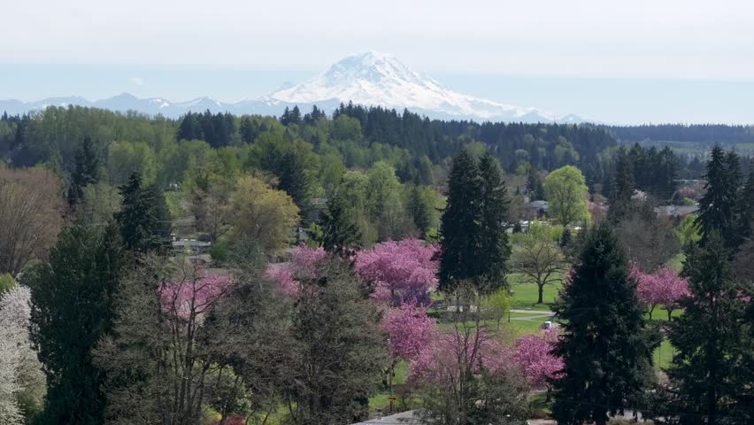 Mount Rainier Seen From Les Gove Park With Cherry Blossom Trees In Auburn, Washington, USA. - aerial shot