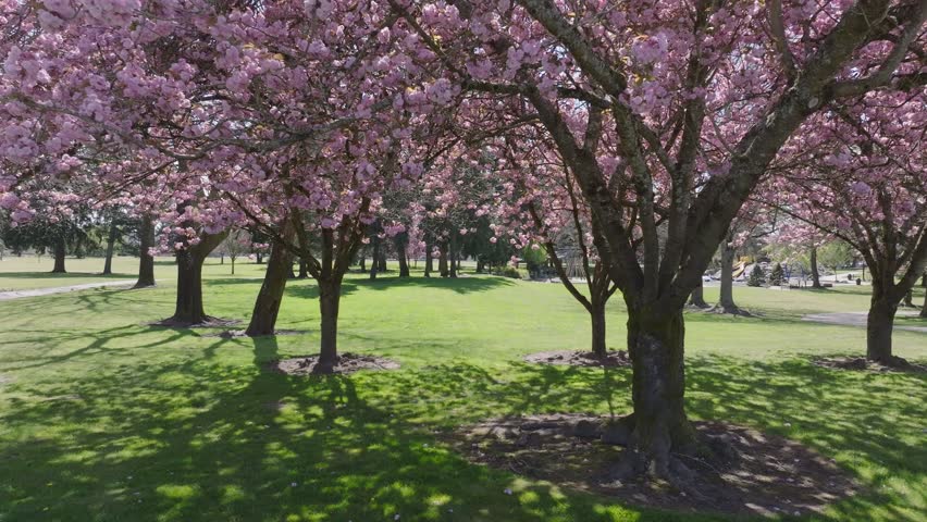 Les Gove Park Cherry Blossom Trees Blossoming In Spring In Auburn, Washington, USA. - aerial shot