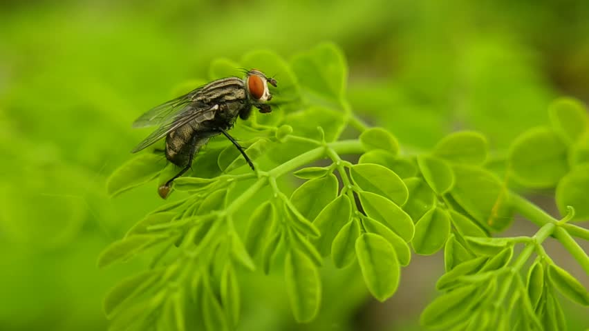The image shows a close-up of a housefly
