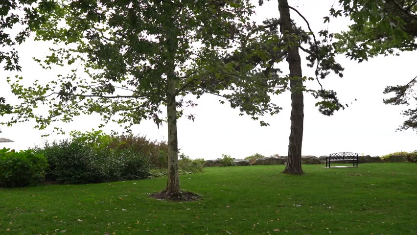 An empty chair under the shadow of a lush green tree.
