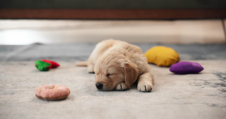 Sleepy, dog and floor with relax in living room for nap with cozy, resting and tired in house. Pet, exhausted and fatigue from playing or waiting on carpet with Golden Retriever puppy in home