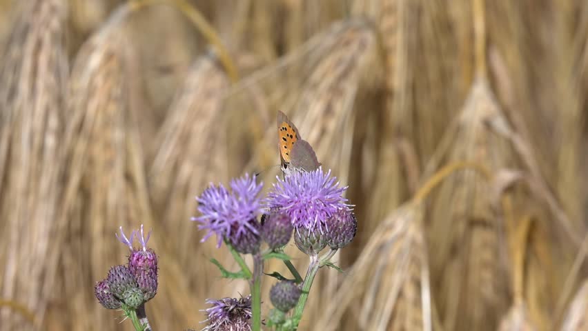 Small Copper butterfly (Lycaena phlaeas) feeding on a Thistle flower in a field of barley and flying away. July, Kent, UK [Slow motion x10]