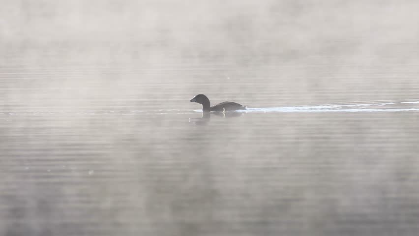Slow motion video of a pied-billed grebe (Podilymbus podiceps) swimming and diving on a misty morning at Antelope Lake in Plumas County, California