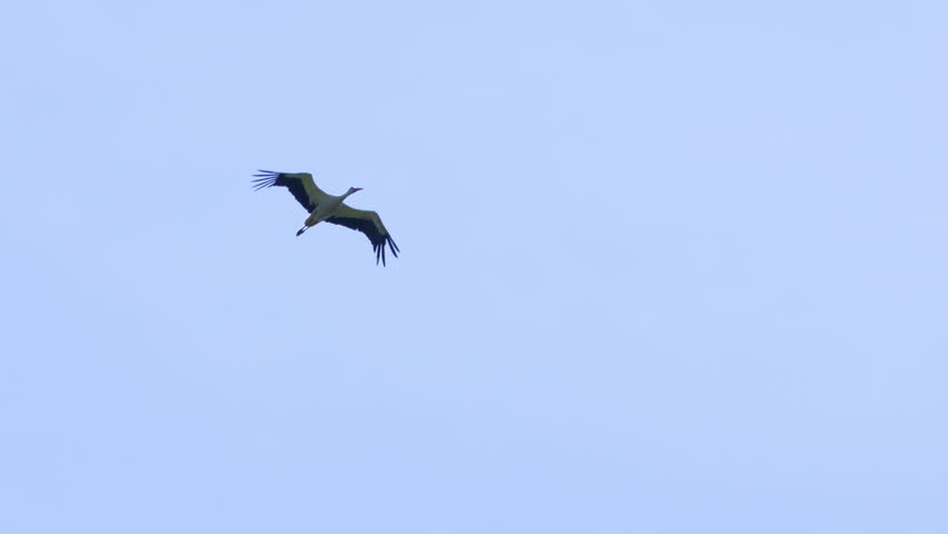 Stork soaring high in a light blue sky, wings fully extended in mid-glide.