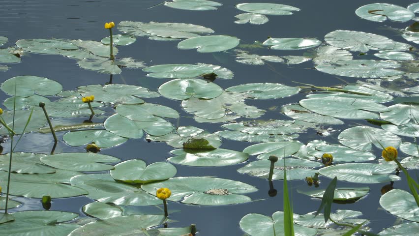 Water Lily (Nuphar lutea) buds rise among glossy, heart-shaped leaves shimmering in sunlight. This aquatic perennial thrives in calm, shallow waters from summer to autumn.