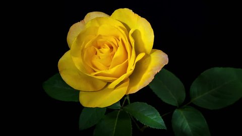 Стоковое видео: Timelapse of Yellow Rose flower blooming on black background
